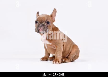 Blauer französischer Bulldog-Welpe auf weißem Hintergrund Stockfoto