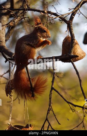 Ein rotes Eichhörnchen, beleuchtet von der aufgehenden Sonne, das auf einem Ast sitzt, frisst Samen und beobachtet uns. Stockfoto