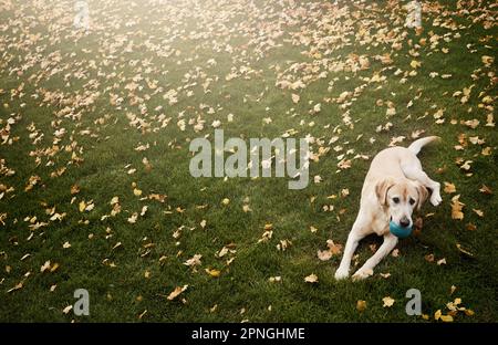 Dein pelziger Freund wartet darauf zu spielen. Ein süßer labrador, der im Freien zwischen gefallenen Blättern auf dem Gras sitzt. Stockfoto