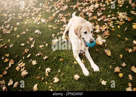 Er liebt es, Fetch zu spielen. Ein süßer labrador, der im Freien zwischen gefallenen Blättern auf dem Gras sitzt. Stockfoto