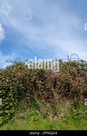 Ein großes Dickicht von invasiven Himalyan Bromberry-Brombeeren auf Vancouver Island, BC, Kanada. Stockfoto