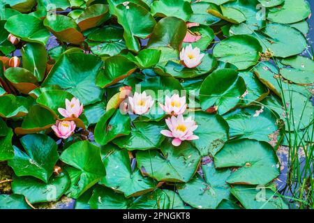 Nahaufnahme blühender, hellrosa Nymphaea Hollandia Wasserlilien, umgeben von hellgrünen Blättern Stockfoto