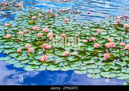 Die üppigen grünen Blätter und zarten rosa Blumen der Nymphaea Colorado (Wasserlilien) auf der gewundenen Oberfläche des Sommersees Stockfoto