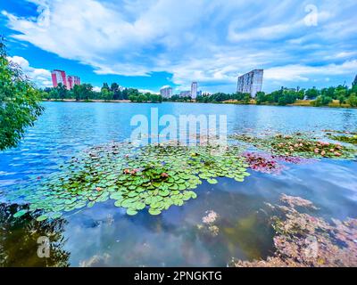 Die gewellte Oberfläche des Sees an einem Sommertag mit wunderschönen Escarboucle Nymphaea (Wasserlilien) Blumen Stockfoto