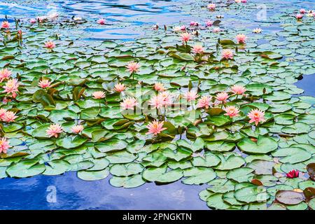 Die gewundene Oberfläche des Sees, bedeckt mit der wunderschönen blühenden Colorado Nymphaea (Wasserlilien) Stockfoto
