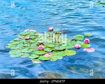 Die wunderschönen magentafarbenen Blüten der Nymphaea Escarboucle inmitten der leuchtend grünen Blätter auf der gewellten Seenoberfläche Stockfoto