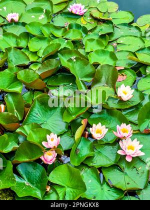 Die malerische Oberfläche des Sees mit grünen Blättern und großen orange-rosa Blumen der Nymphaea Colorado Wasserlilien Stockfoto