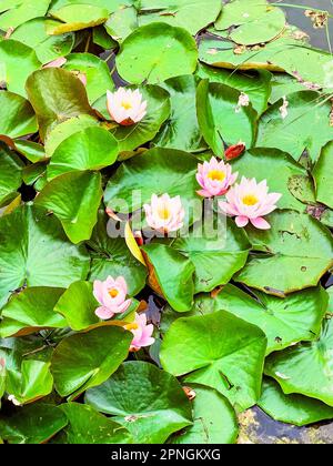 Die wunderschönen großen Blumen der Nymphaea Colorado (Wasserlilien), die auf dem gewundenen See blühen Stockfoto