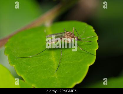 Moskito auf einem grünen Blatt während der Nachtstunden in Houston, TX. Sie sind während der wärmeren Monate am fruchtbarsten und können das West-Nil-Virus tragen. Stockfoto