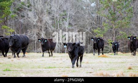 Panorama einer Herde schwarzer Angus-Rinder im Januar in Alabama, die auf die Kamera zugeht. Stockfoto