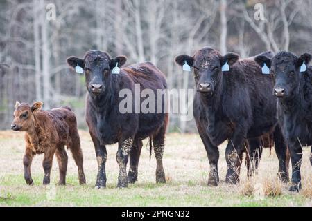 Drei Angus-Kühe und ein Kalb vor dem Winterhintergrund in Alabama. Stockfoto