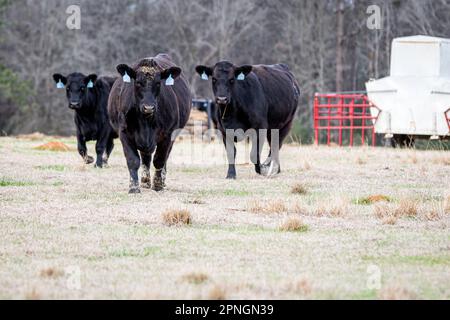 Drei Angus-Rinderkühe laufen in Richtung Kamera, mit einem Kriechfütter im Hintergrund. Stockfoto