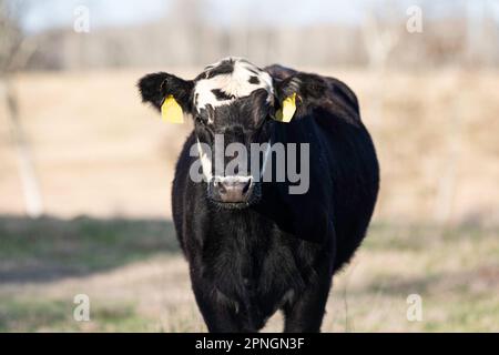 Schwarzes kahlköpfiges Färsen mit gelben Ohrmarken, die im Frühling auf die Kamera schauen und einen unscharfen Hintergrund haben. Stockfoto