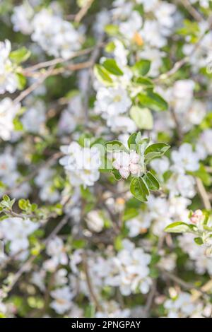 Weiße blühende Apfelbäume in den Sonnenstrahlen. Frühlingssaison, Frühlingsfarben Stockfoto