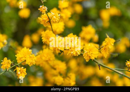 Gelbe Blüten auf einem Blumenstrauch. Japanischer Ranunculus im Sonnenschein. Detailaufnahme der japanischen Blume mit offenen Blumen in einem wilden Garten. Mehrere Flowes Stockfoto
