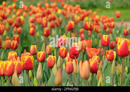 Triumph Tulip "Dänemark" in Blume. Stockfoto