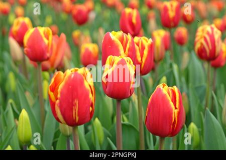 Triumph Tulip "Dänemark" in Blume. Stockfoto