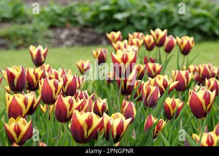 Triumph Tulip „Gavota“ in Blume. Stockfoto