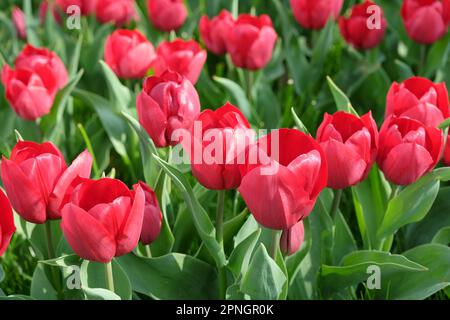Triumph Tulip „Pallada“ in Blume. Stockfoto