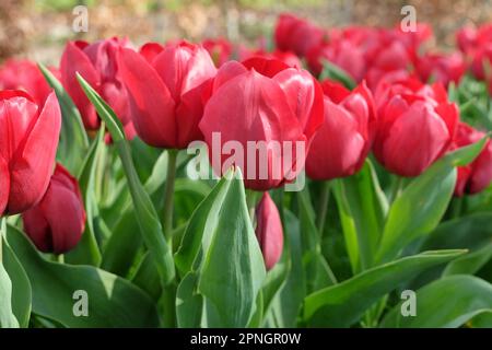 Triumph Tulip „Pallada“ in Blume. Stockfoto
