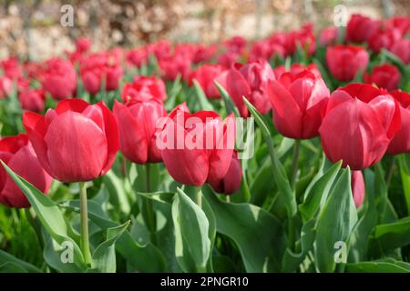 Triumph Tulip „Pallada“ in Blume. Stockfoto