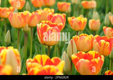 Darwin Hybrid Tulip „Banja Luka“ in Blume. Stockfoto