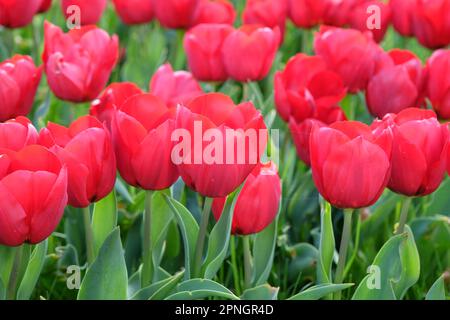 Triumph Tulip „Pallada“ in Blume. Stockfoto