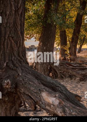 Die Menschen ruhen sich an einem städtischen Sandstrand mit alten Pappelbäumen bei Sonnenuntergang am rechten Ufer des Dnipro im Podil-Bezirk in Kiew, Ukraine. Stockfoto