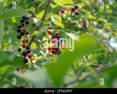 Blick von unten über die Haufen roter und schwarzer Vogelkirschbeeren auf einem Zweig eines Hackbeerbaums. Stockfoto