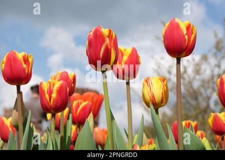Triumph Tulip "Dänemark" in Blume. Stockfoto