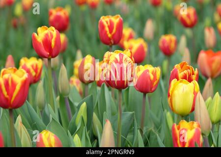 Triumph Tulip "Dänemark" in Blume. Stockfoto