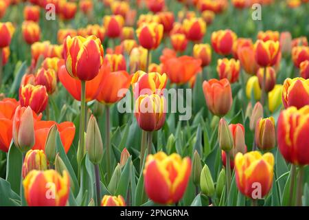 Triumph Tulip "Dänemark" in Blume. Stockfoto