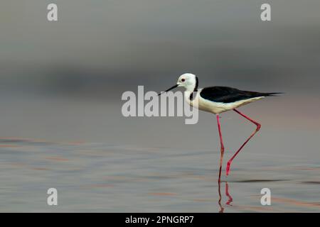 Isolierter Schwarzflügelpfahl (Himantopus) im unscharfen Hintergrund Stockfoto