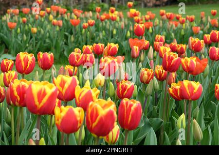 Triumph Tulip "Dänemark" in Blume. Stockfoto