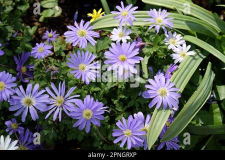 Blühende Windblumen von Balkan Anemone Blanda Blue. Stockfoto
