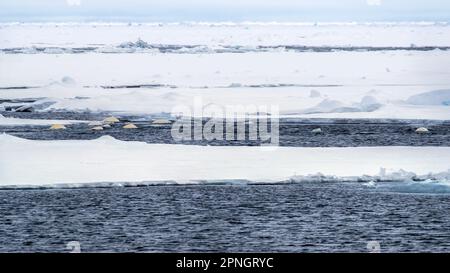 Eine Gruppe Belugawale, Delphinapterus leucas, die in den arktischen Eisschollen und Eisbergen von Svalbard schwimmen. Fast bedroht in der Wildnis wegen Zunahme Stockfoto