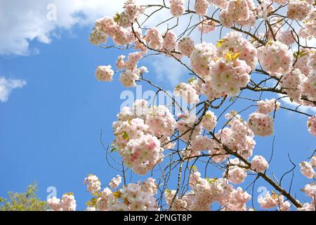 Prunus Ichiyo Kirschblüte in Blüte. Stockfoto