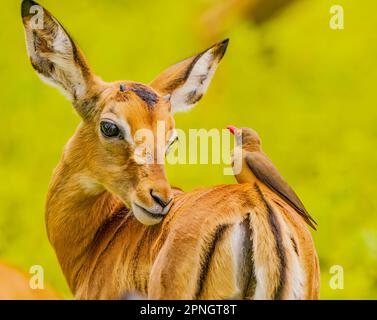 Impala mit Red-Billed Oxpecker Stockfoto