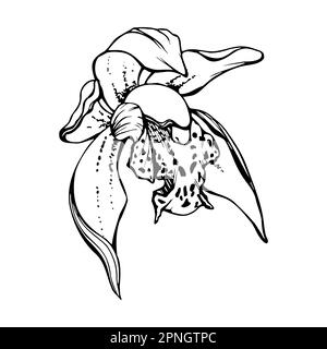 Handgezeichnete Vektororchidee, monochrom, detaillierter Umriss. Clos Stock Vektor