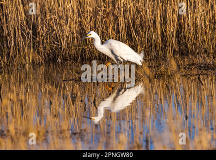 Das Bear River Migratory Bird Refuge in der Nähe von Brigham City, Box Elder County, Utah, USA, lockt mit einer beeindruckenden Schneewitterung (Egretta thula). Stockfoto