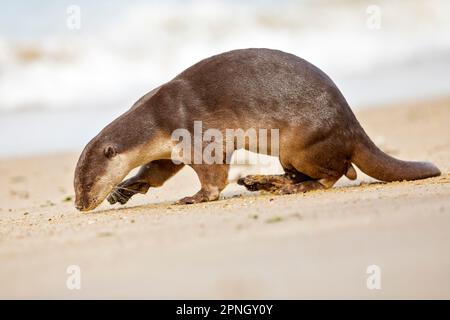 Ein erwachsener Mann aus einer glatten Otterfamilie hinterlässt Duftflecken, wenn er nach dem Schlafen an einem Strand entlang der Küste Singapurs zurück ins Meer zieht Stockfoto