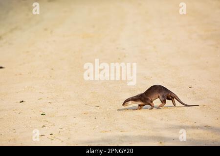 Ausgewachsener männlicher, glatt beschichteter Otter läuft über einen leeren Strand und kehrt ins Meer, Singapur, zurück Stockfoto