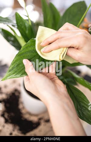 Nahaufnahme von weiblichen Gärtnerhänden beim Abwischen von Spathiphyllum-Pflanzenblättern Stockfoto