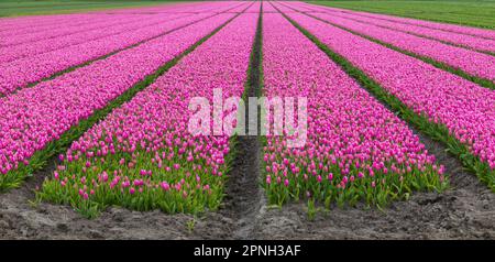 Rosa Tulpen im April in Holland, Niederlande Stockfoto