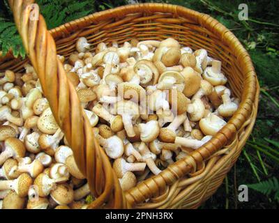 Korb mit essbaren Pilzen, Honig-Agar Stockfoto