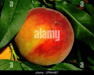 Reife Pfirsichfrucht auf einem Ast mit üppigen grünen Blättern. Obstanbau-Konzept. Nahaufnahme des Baums. Warmes Rot, Orange und Gelb. Bio-Obst Stockfoto