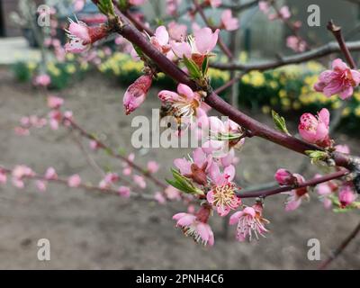 Blühender Zweig eines Pfirsichbaums. Hintergrund für Weichzeichner. Blühendes Pfirsich. Eine Biene auf einer Pfirsichblüte. Insekten sammeln Nektar. Stockfoto
