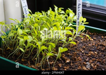 Salatkeimlinge in einer Saatschale bei einem Fenster, großbritannien Stockfoto