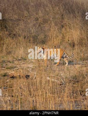 Wilde bengalische Tigerin oder panthera tigris tigris Seitenprofil fixiert ihren Blick oder starrt auf mögliche Beute dhikala Grasland jim corbett Nationalpark Stockfoto