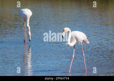 Malerischer Blick auf rosa Flamingos bei Sonnenuntergang, der auf den Salzwassersee im Süden Frankreichs reflektiert Stockfoto